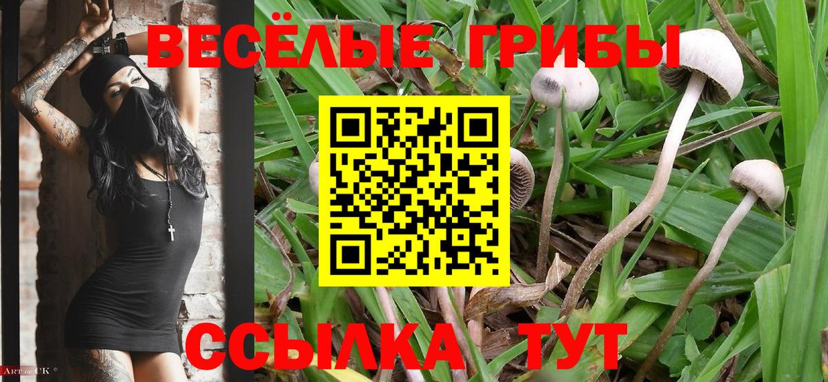 Галлюциногенные грибы Psilocybe Наро-Фоминск